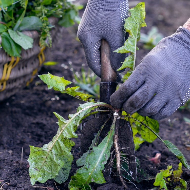 Land Management in Wise & Parker County TX